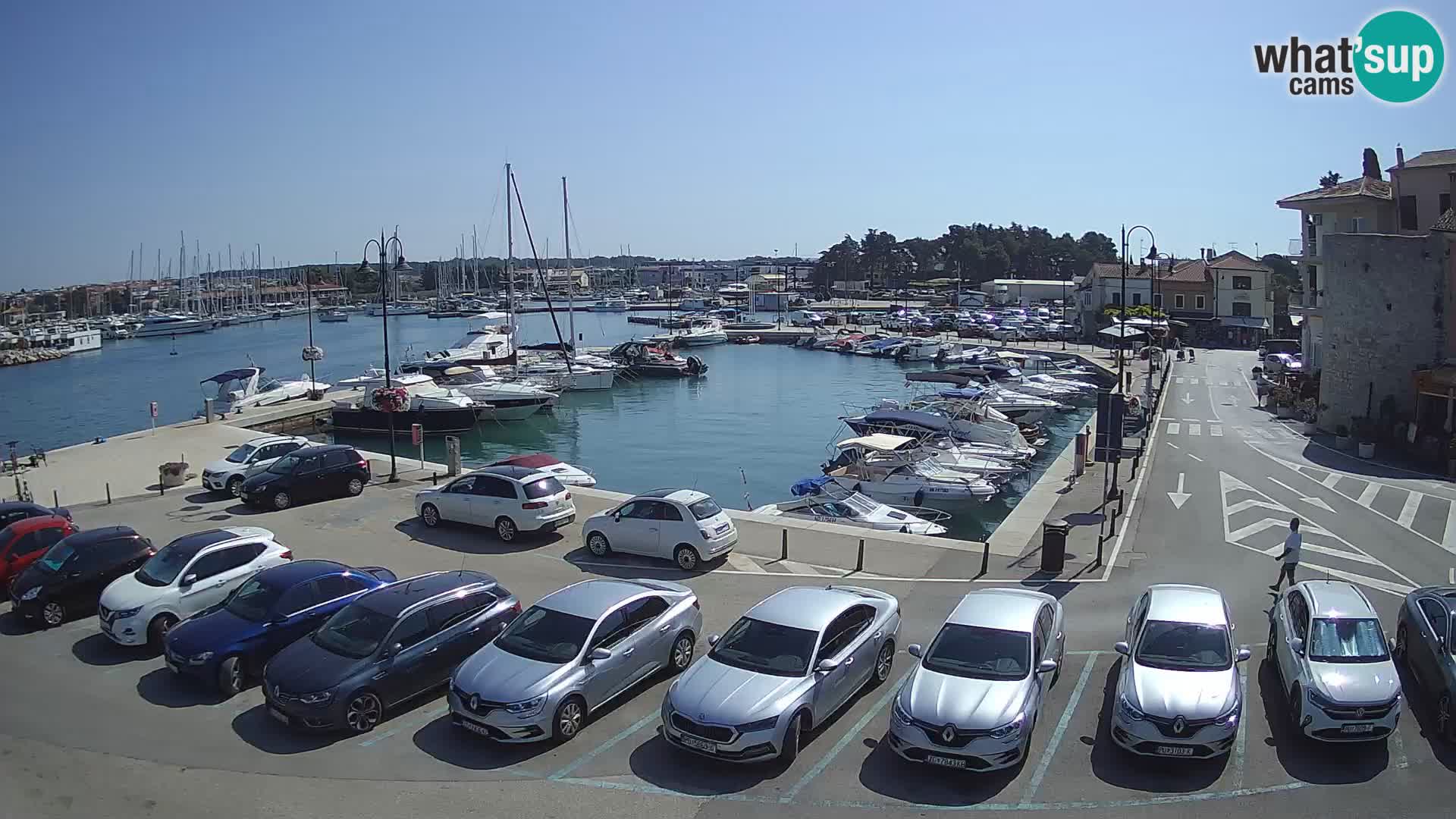 Novigrad | Porporela marina