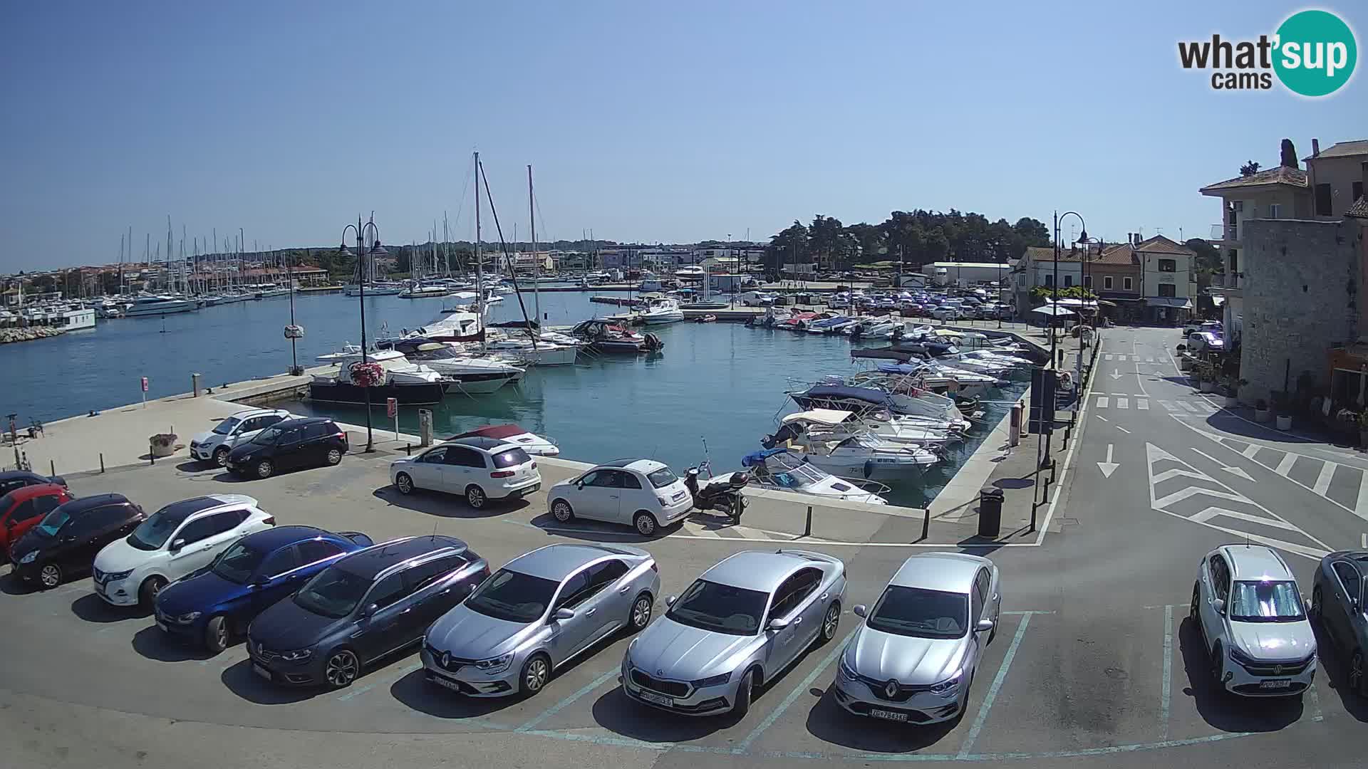 Novigrad | Porporela marina