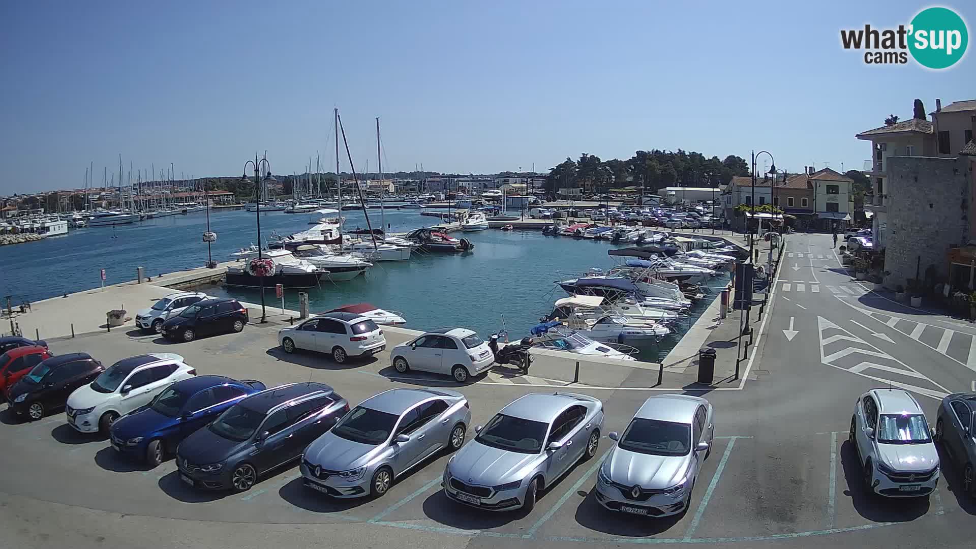 Novigrad | Porporela marina