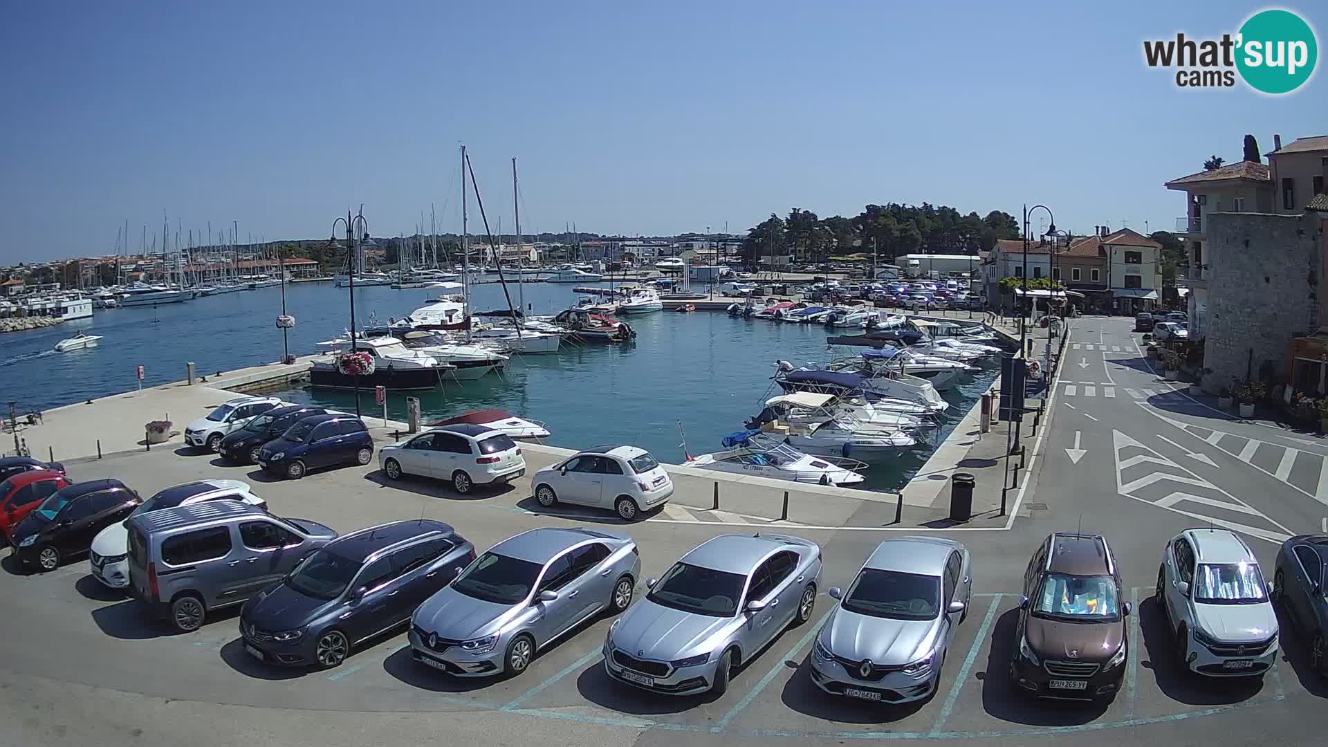 Novigrad | Porporela marina