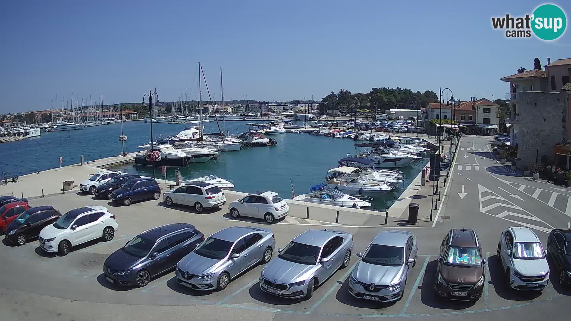 Novigrad | Porporela marina