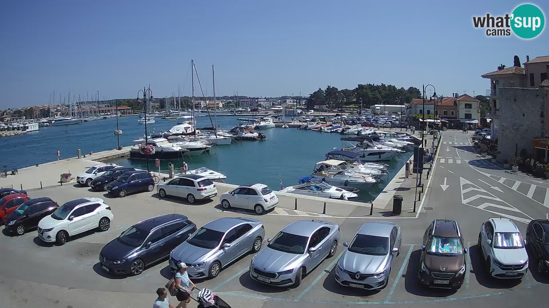 Novigrad | Porporela marina