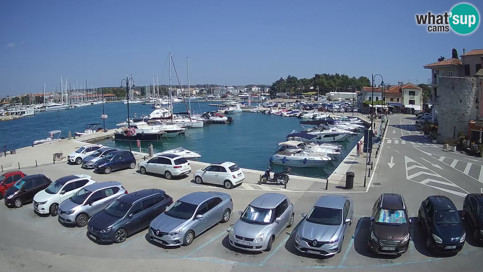 Novigrad | Porporela marina