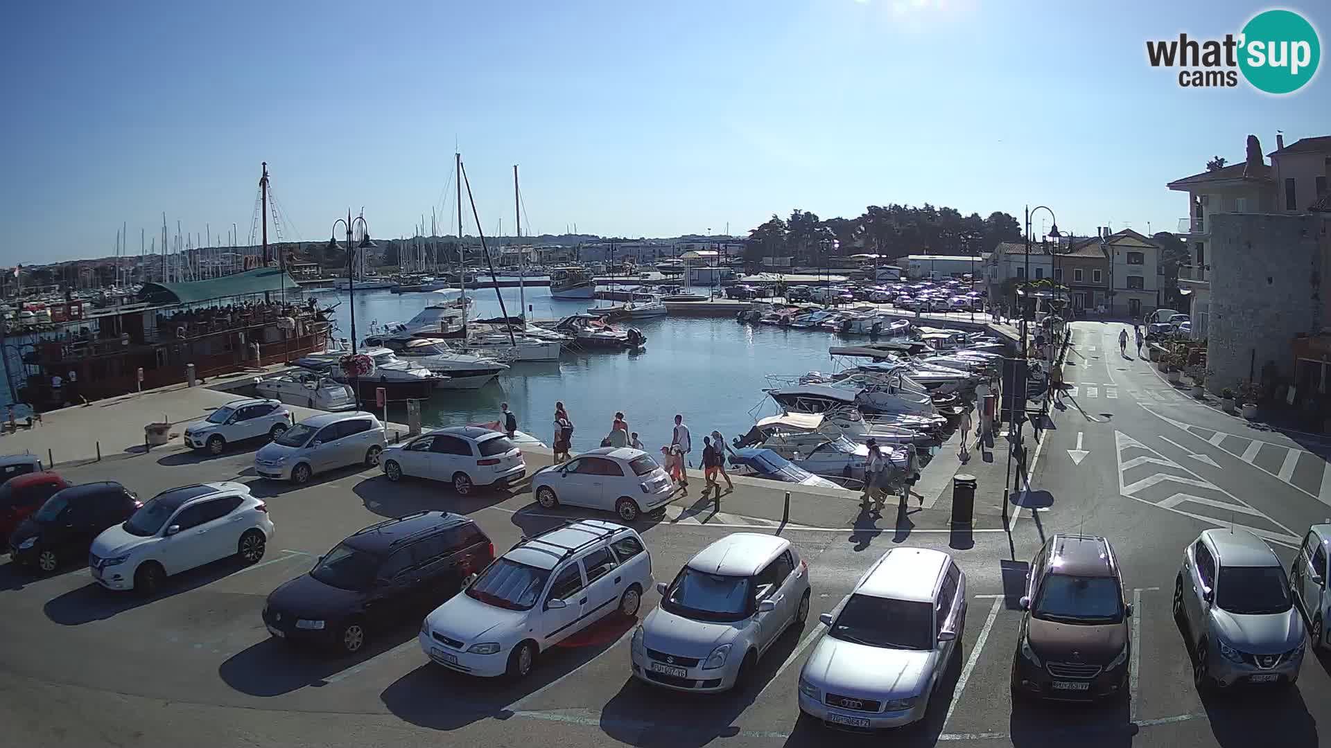 Novigrad | Porporela marina