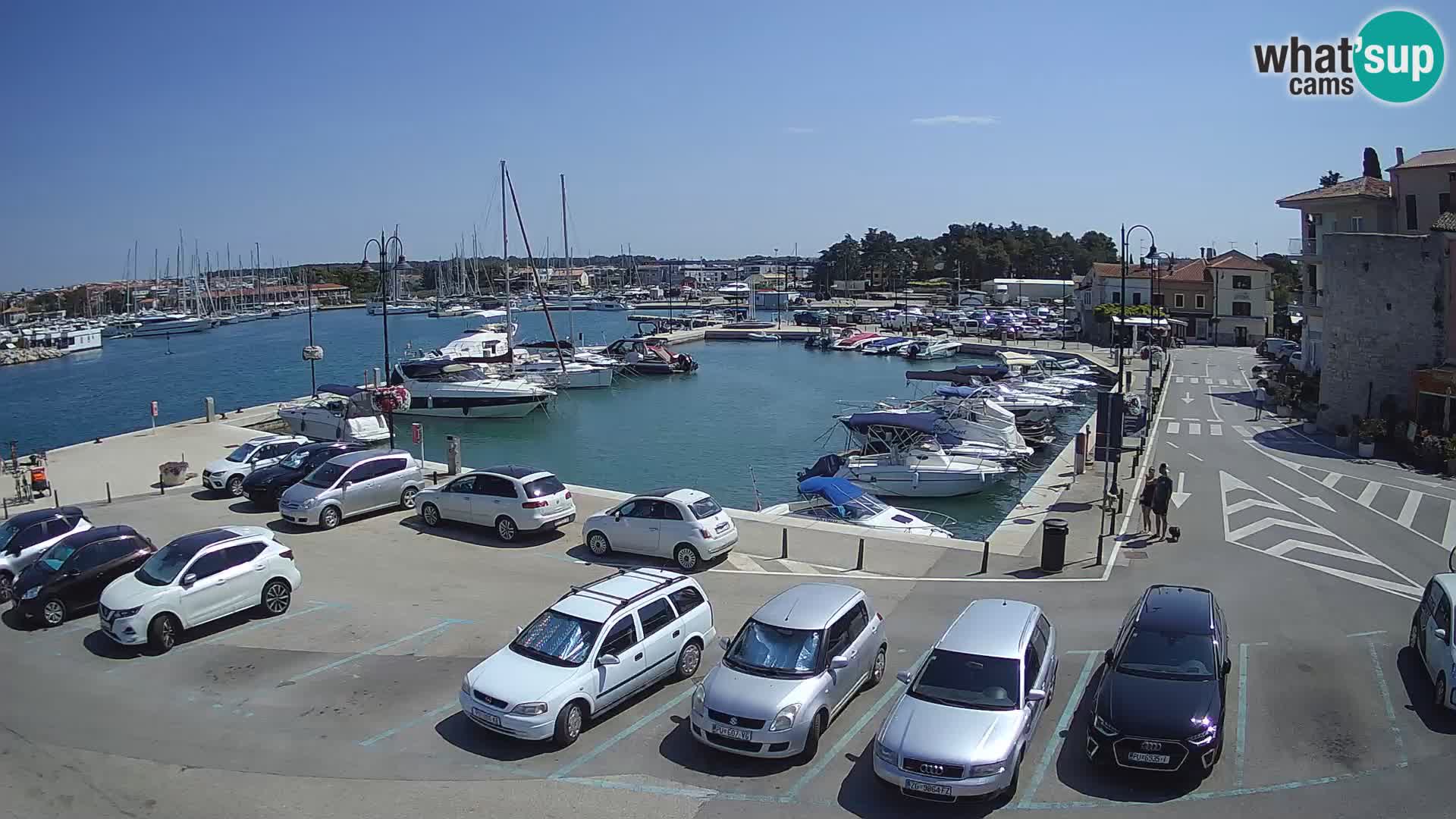 Novigrad | Porporela marina