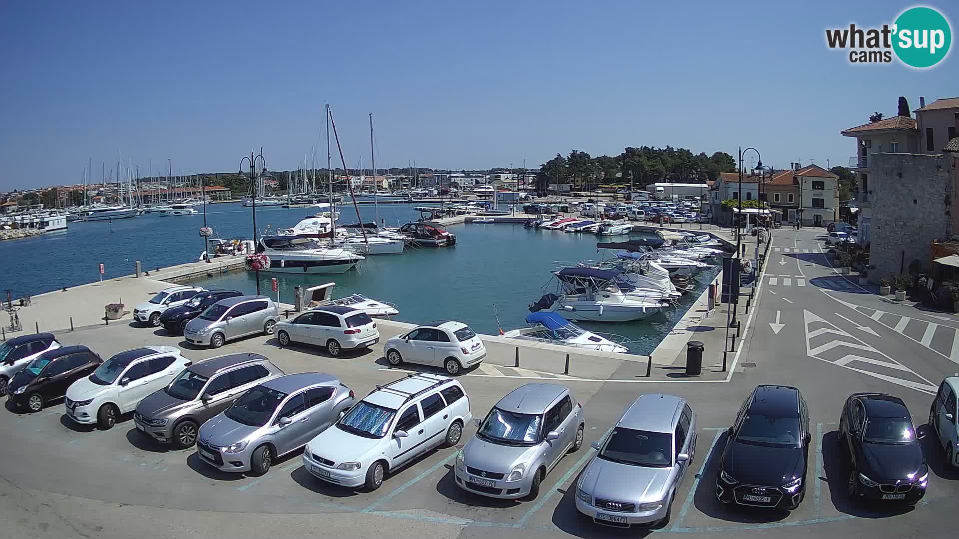 Novigrad | Porporela marina