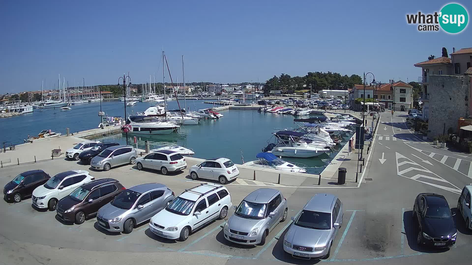Novigrad | Porporela marina