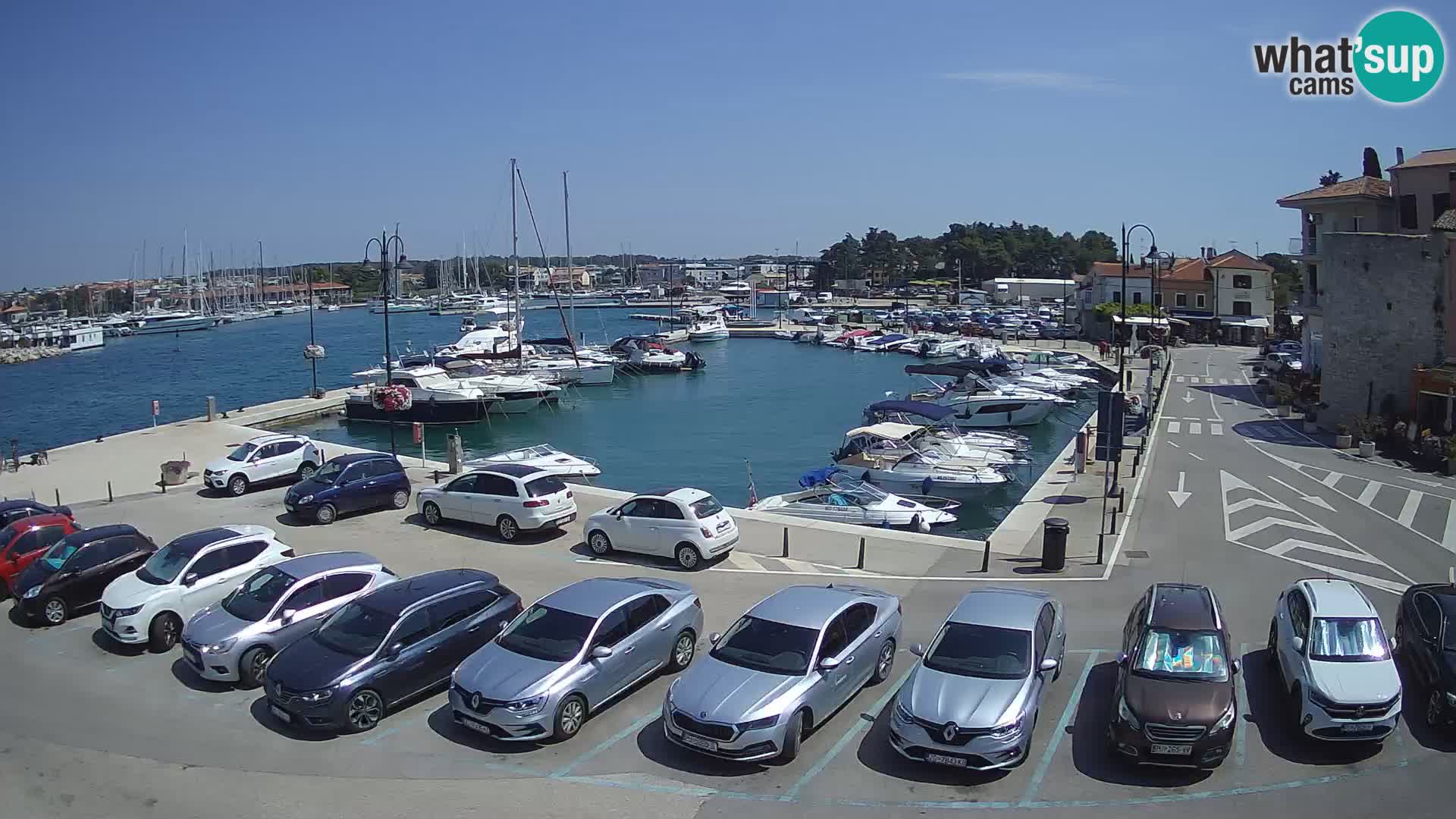 Novigrad | Porporela marina