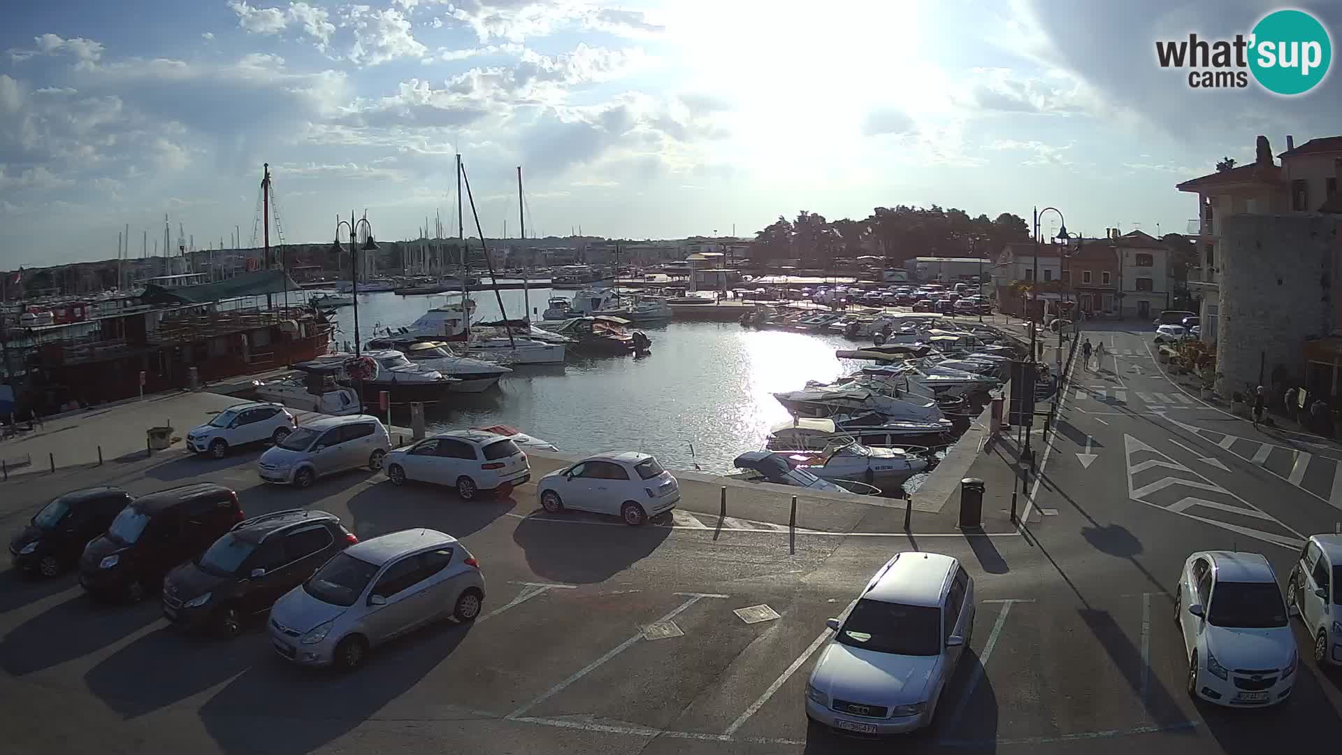 Novigrad | Porporela marina