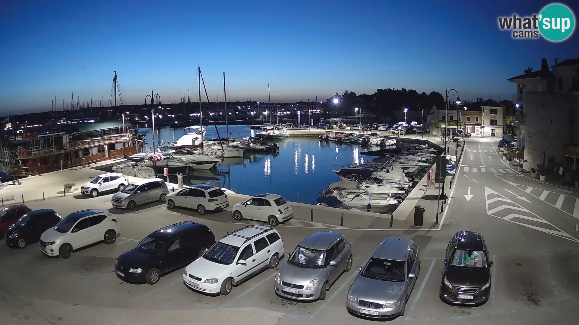 Novigrad | Porporela marina