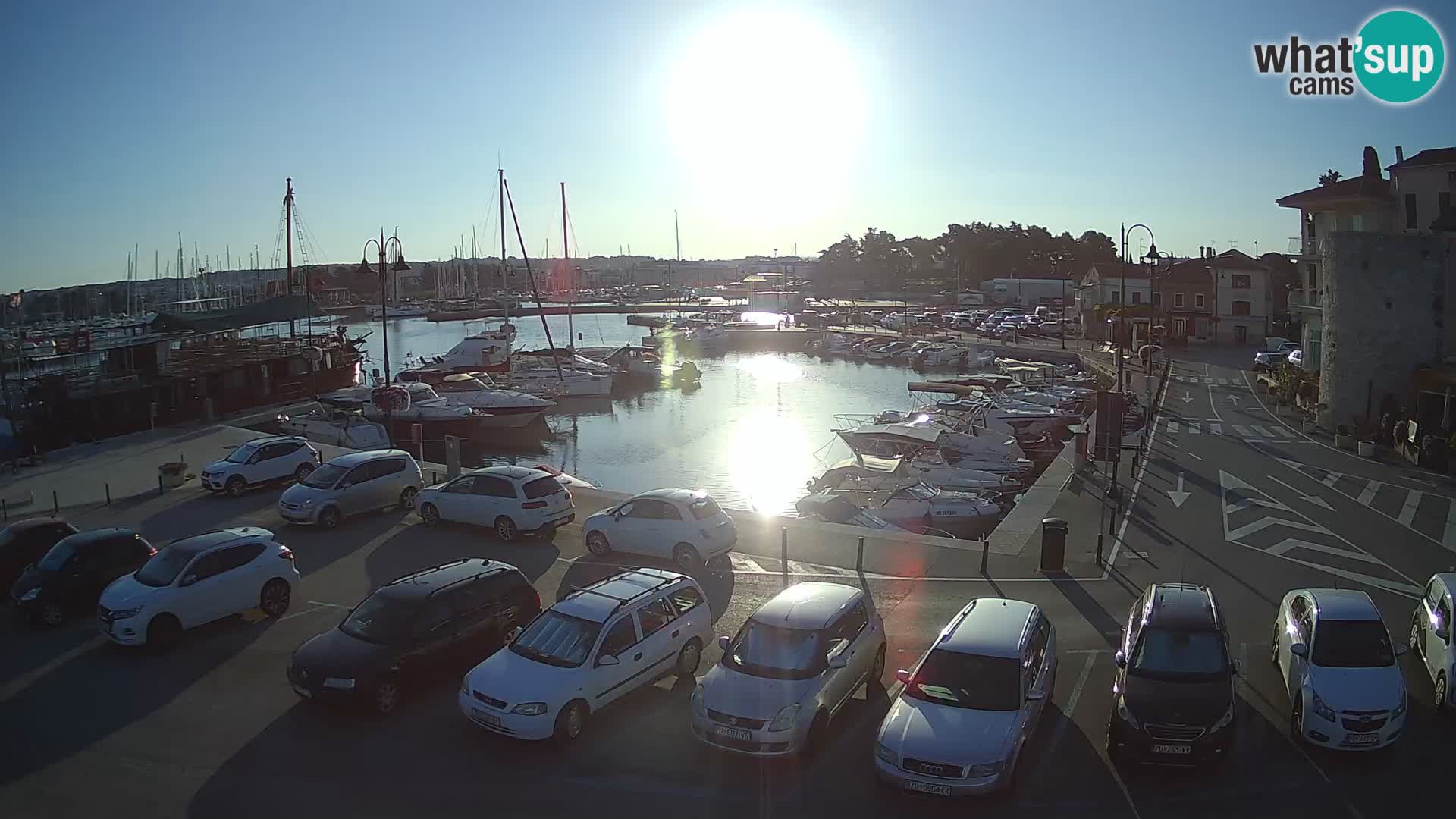 Novigrad | Porporela marina