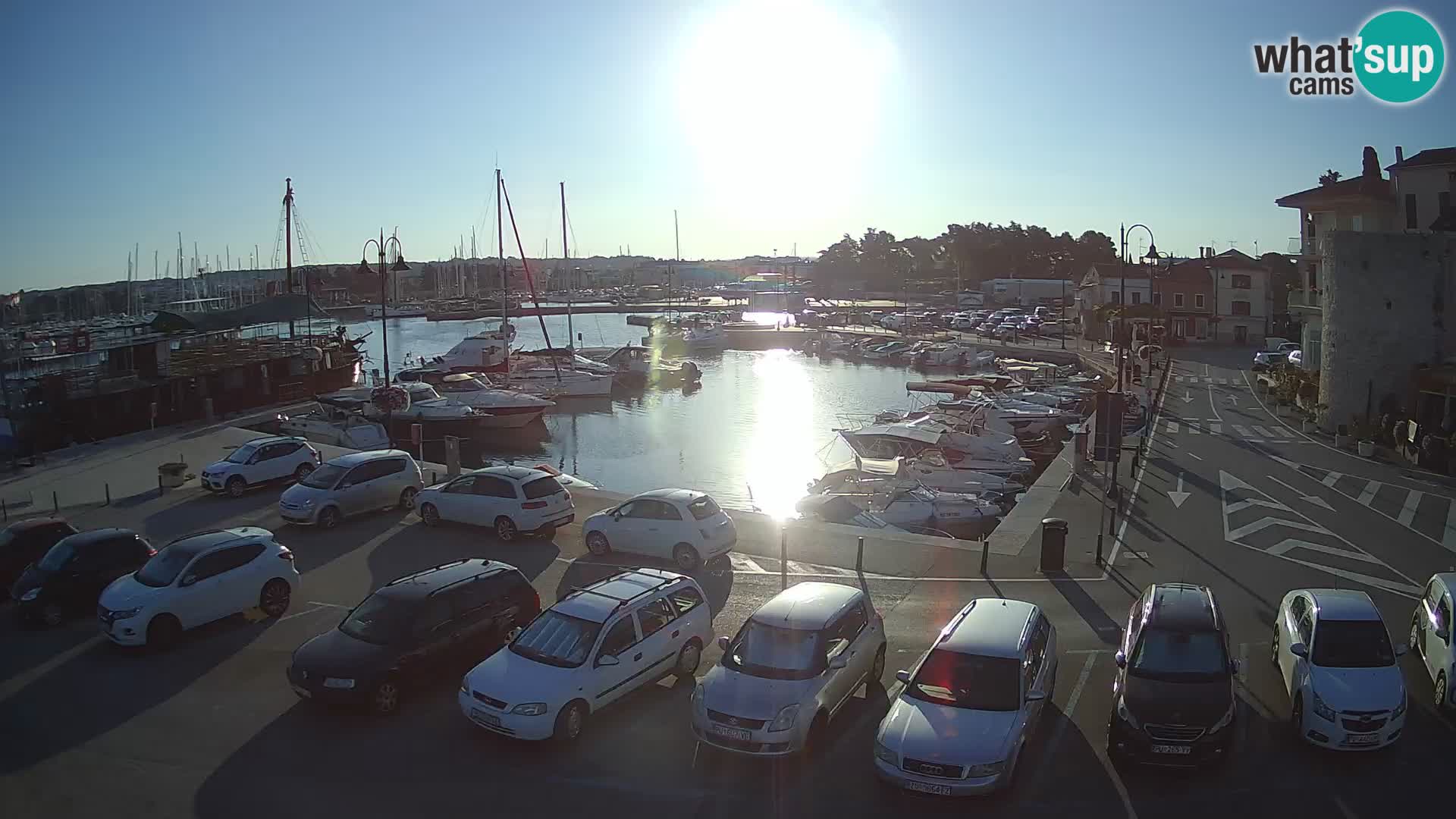 Novigrad | Porporela marina