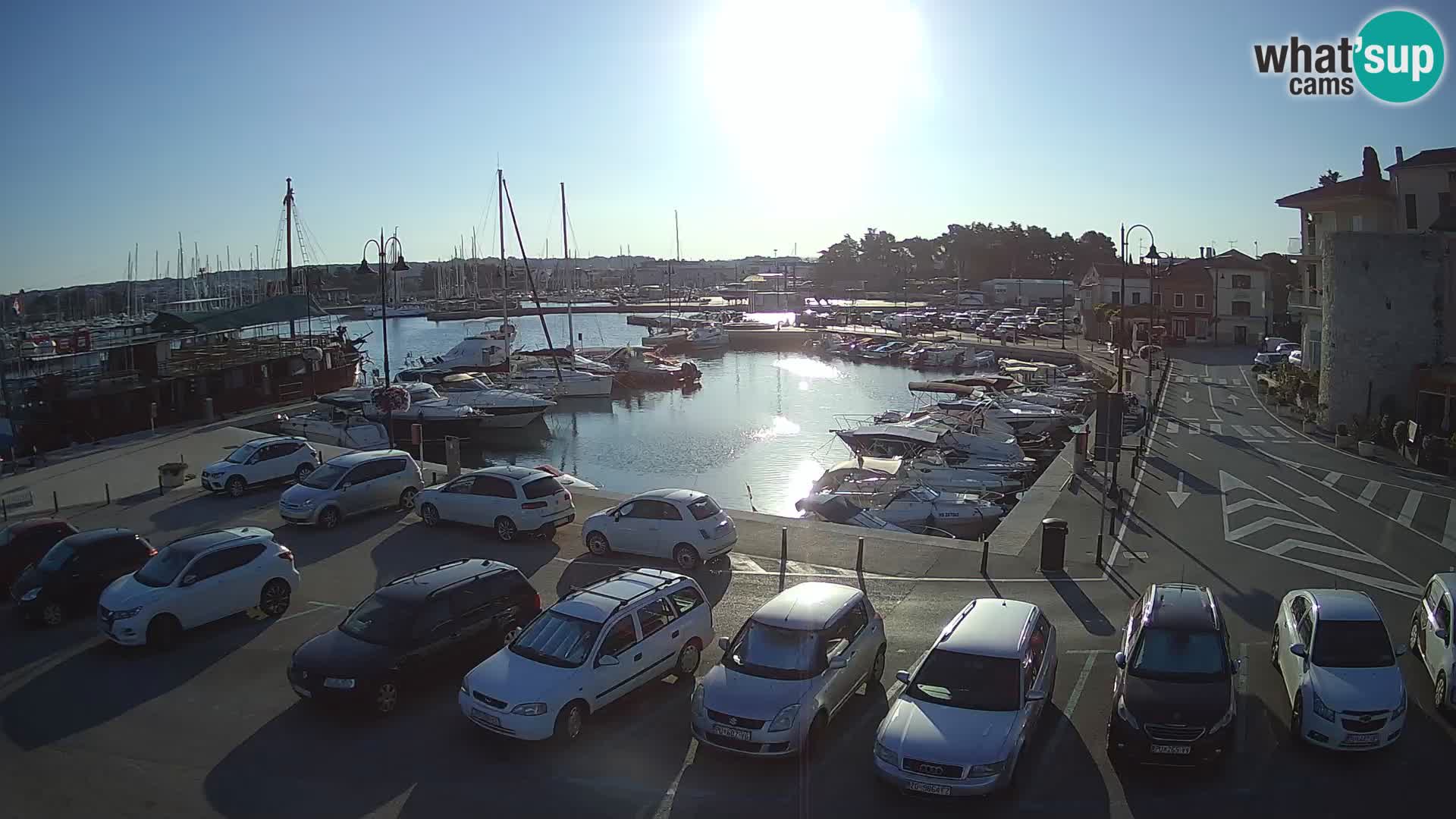 Novigrad | Porporela marina