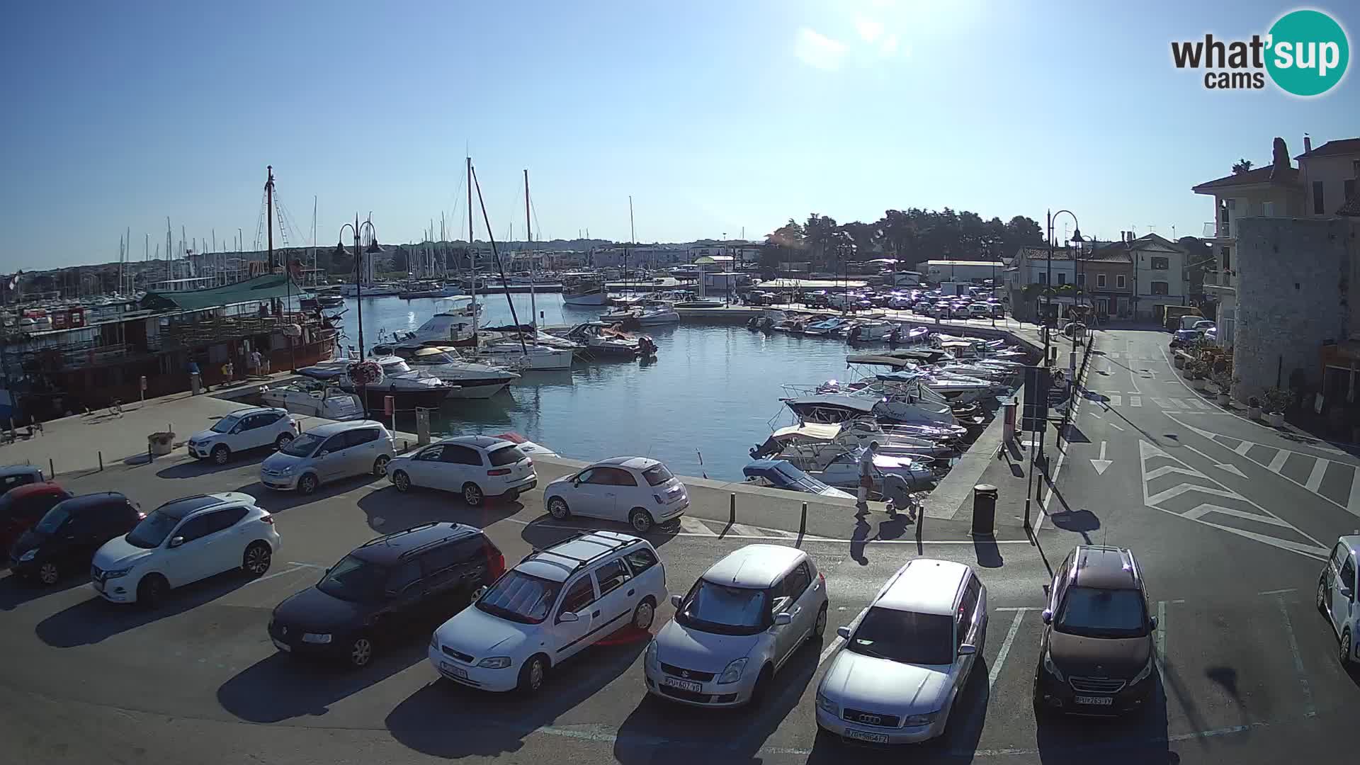 Novigrad | Porporela marina
