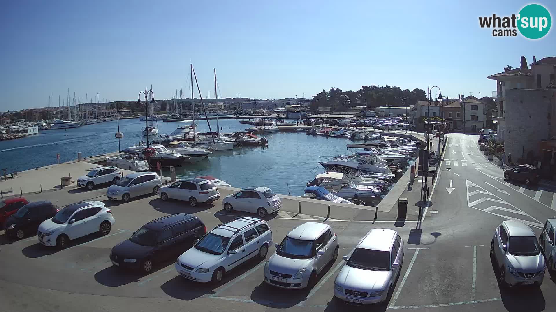 Novigrad | Porporela marina