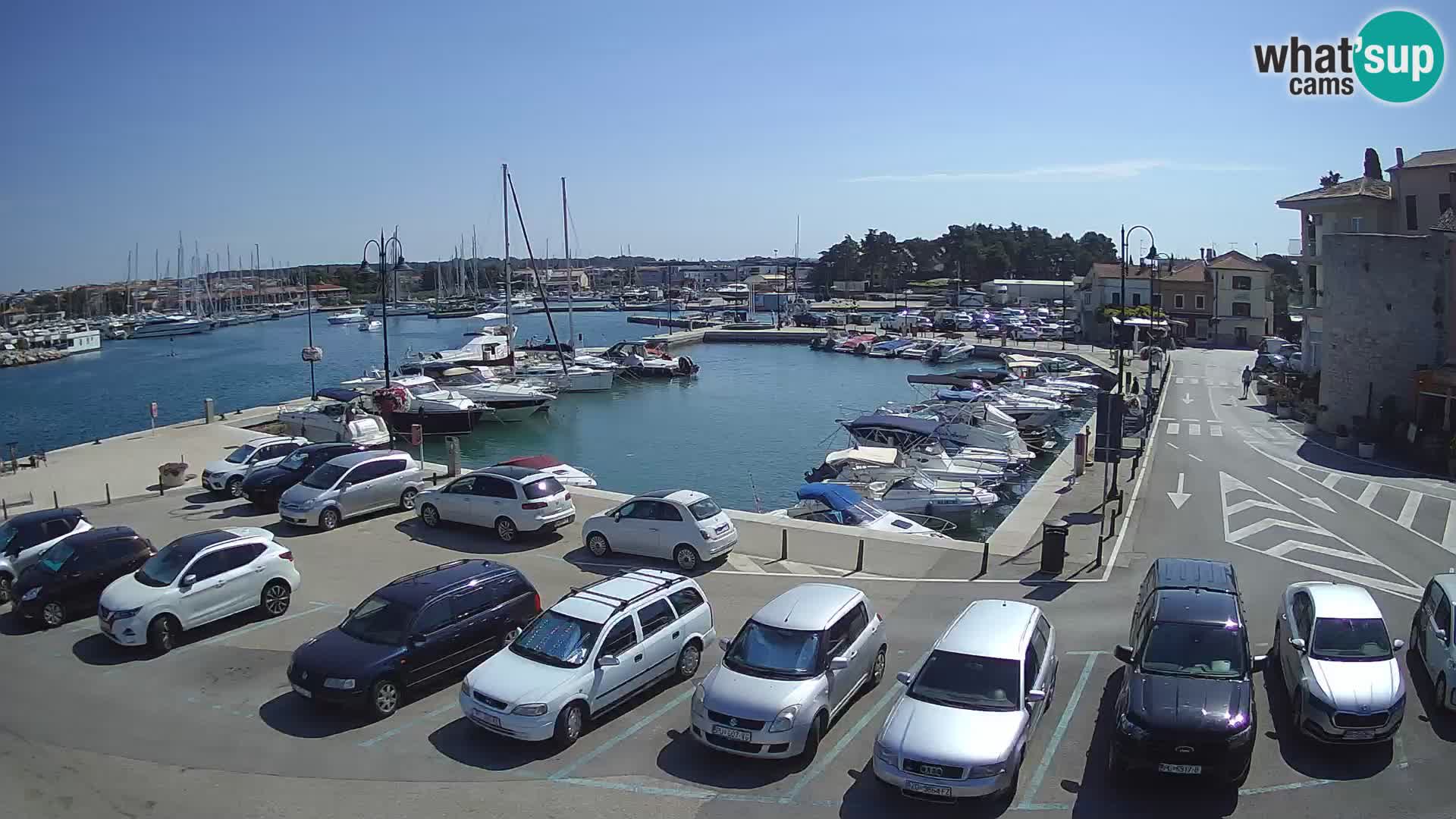 Novigrad | Porporela marina