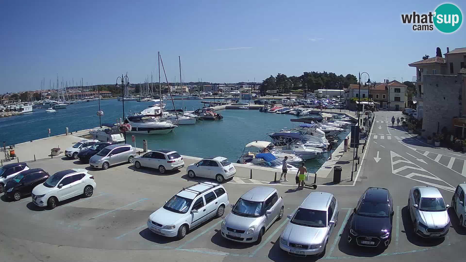 Novigrad | Porporela marina
