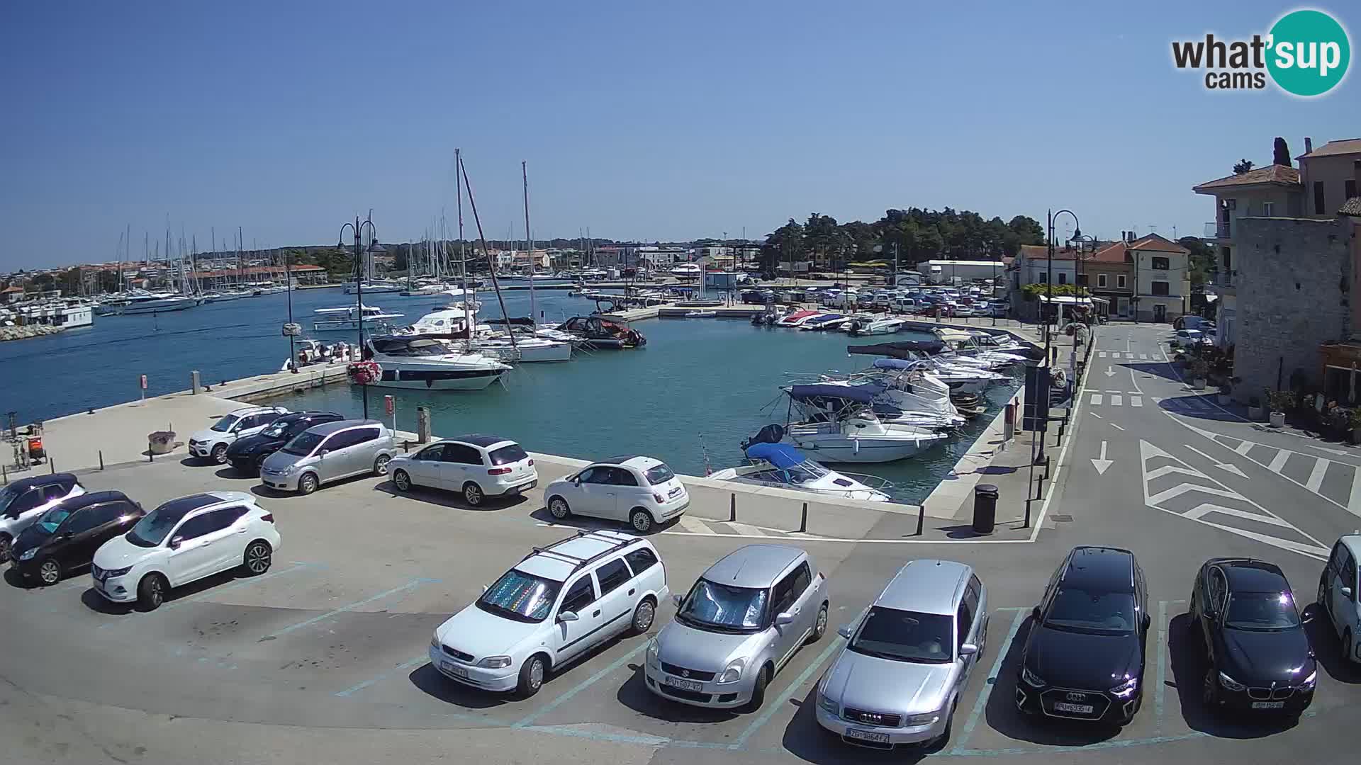 Novigrad | Porporela marina