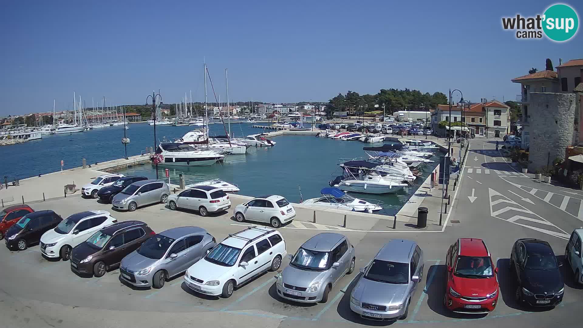 Novigrad | Porporela marina