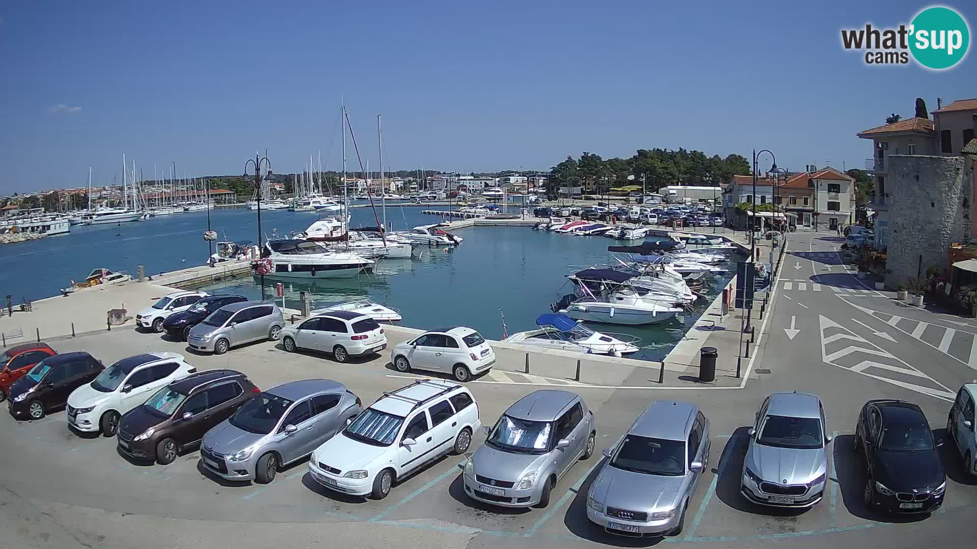 Novigrad | Porporela marina