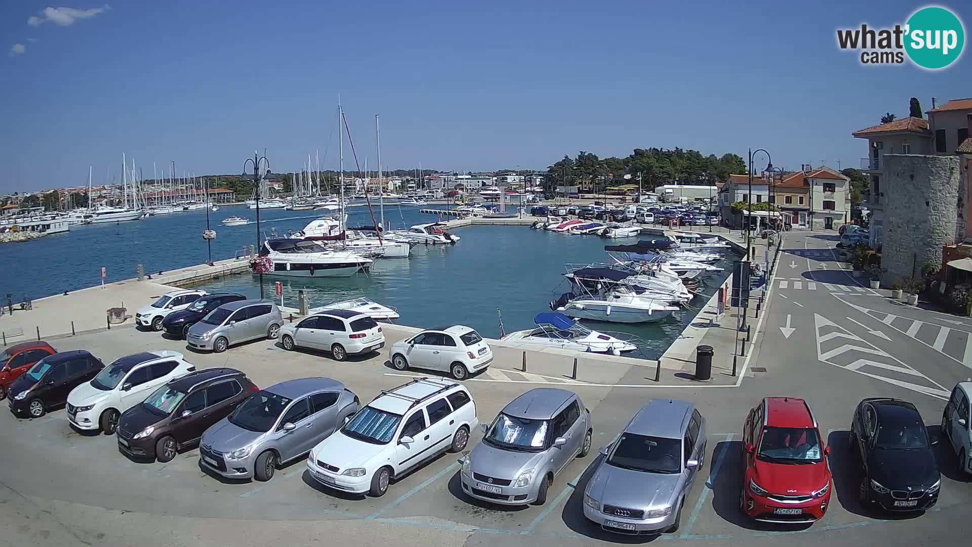 Novigrad | Porporela marina