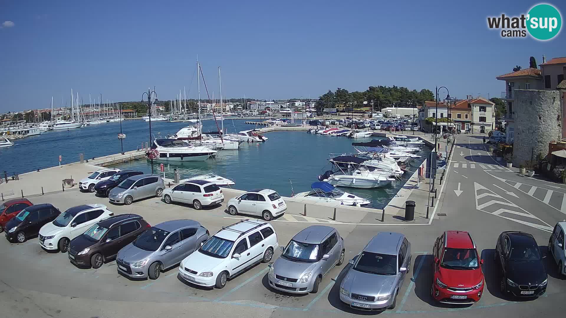 Novigrad | Porporela marina