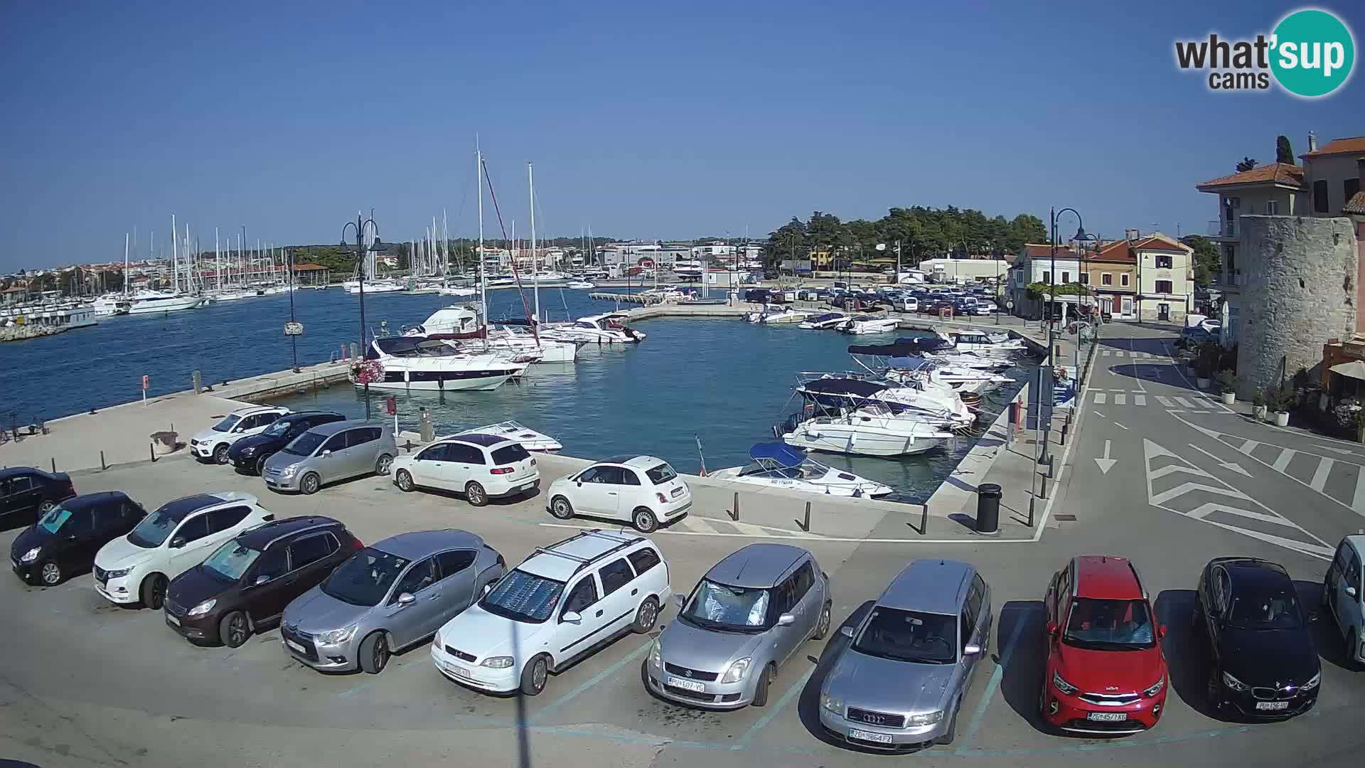 Novigrad | Porporela marina