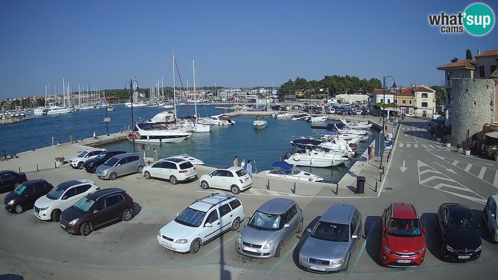 Novigrad | Porporela marina