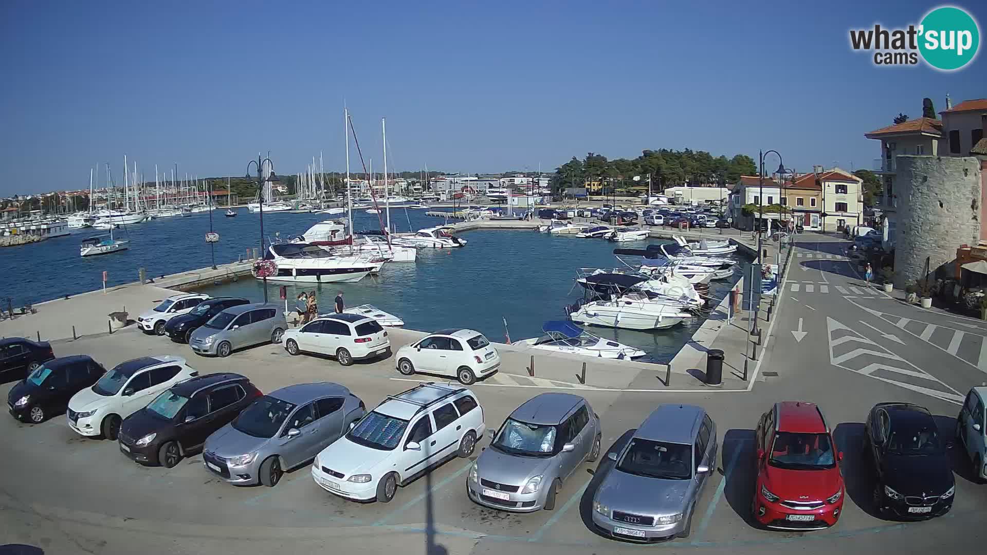 Novigrad | Porporela marina