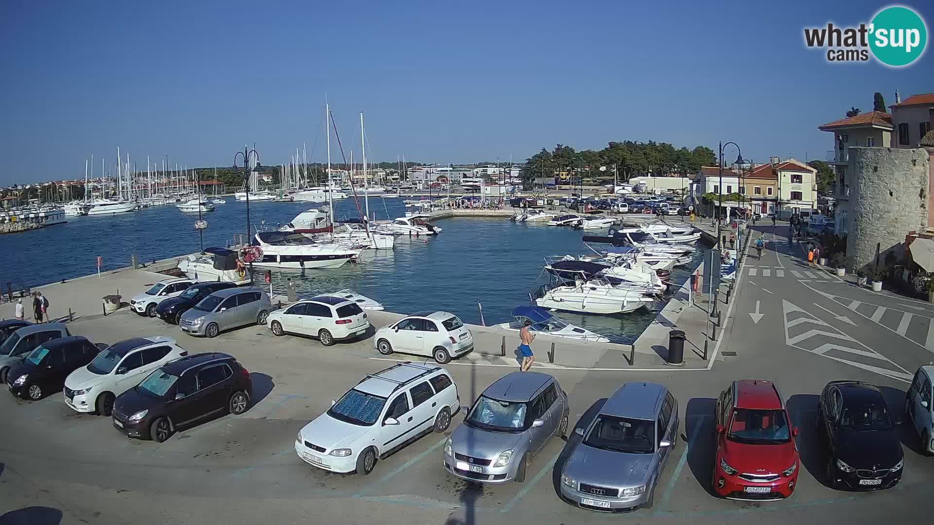Novigrad | Porporela marina