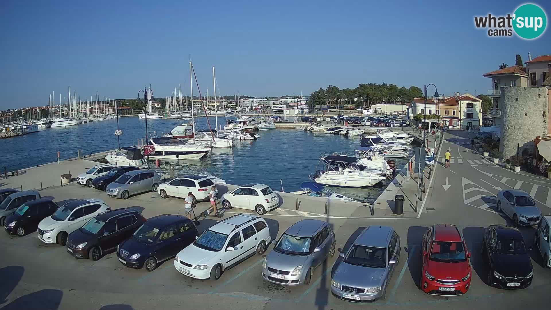 Novigrad | Porporela marina