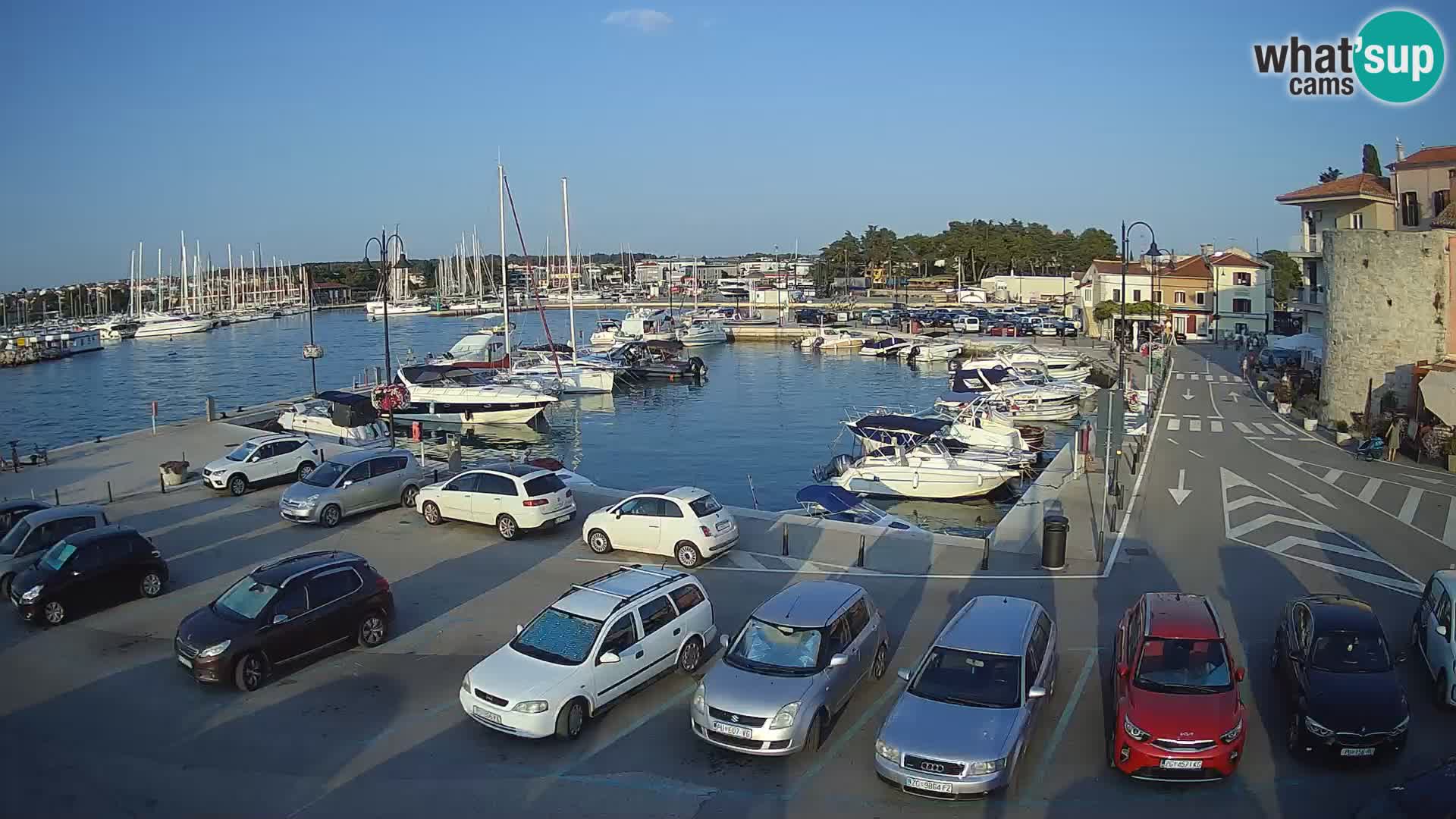 Novigrad | Porporela marina
