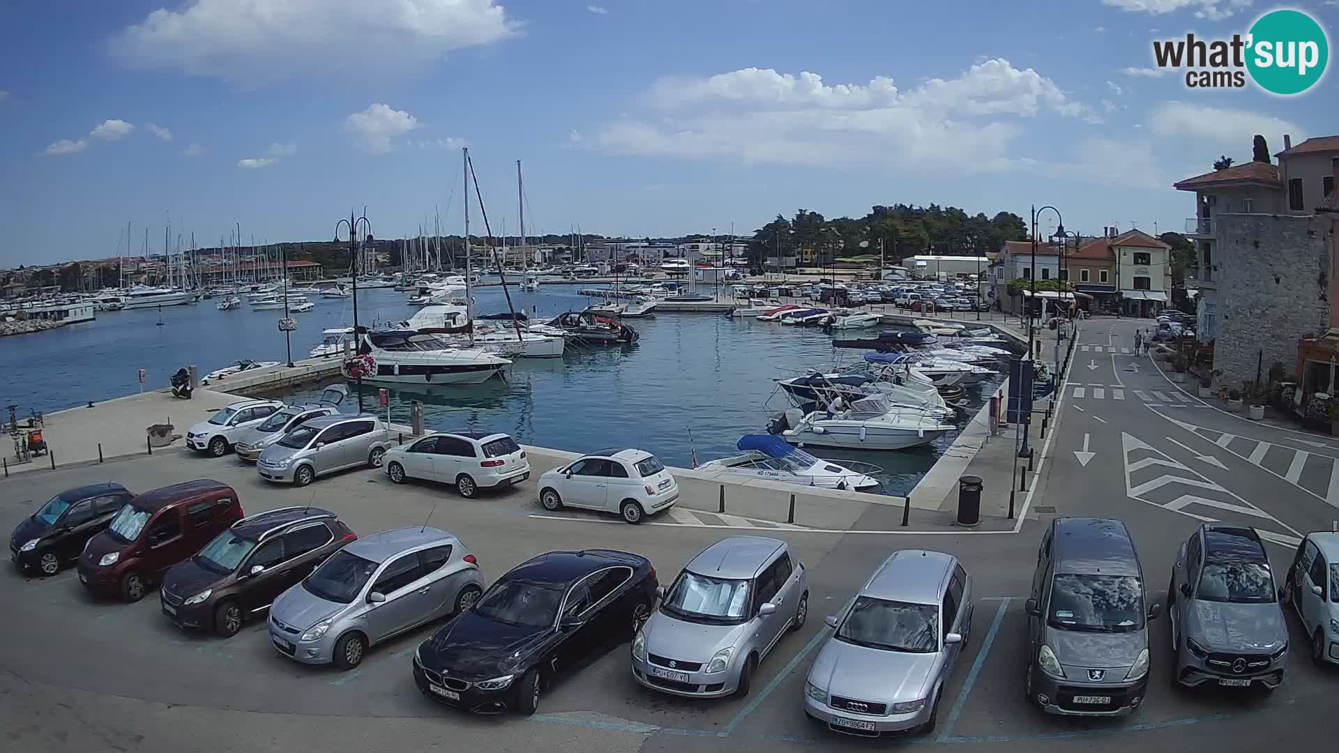 Novigrad | Porporela marina