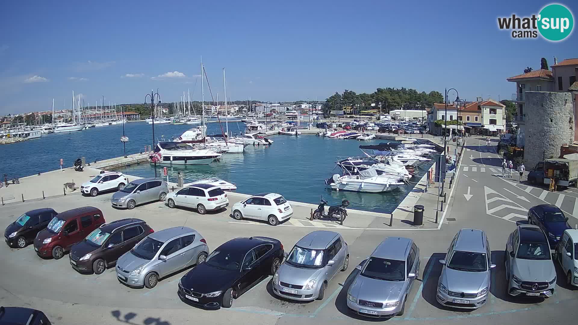 Novigrad | Porporela marina