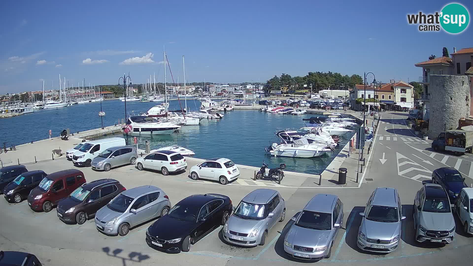 Novigrad | Porporela marina
