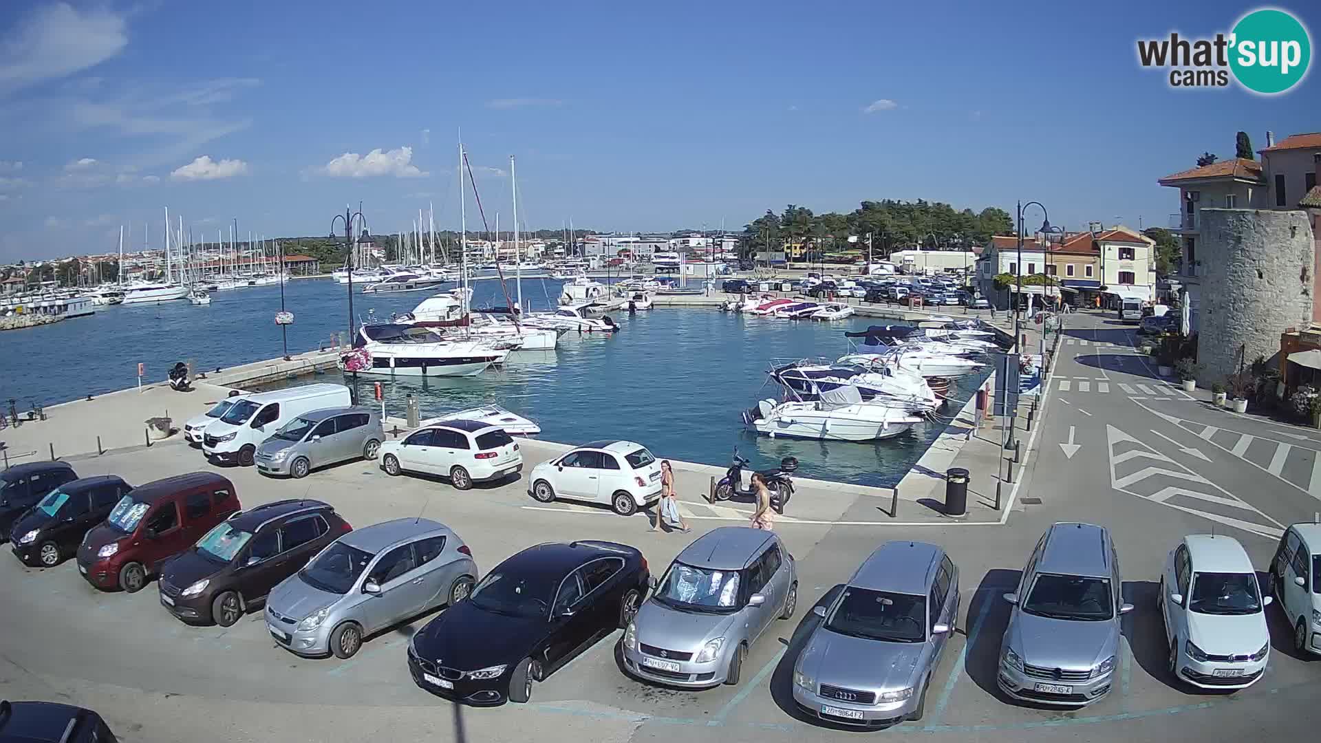 Novigrad | Porporela marina