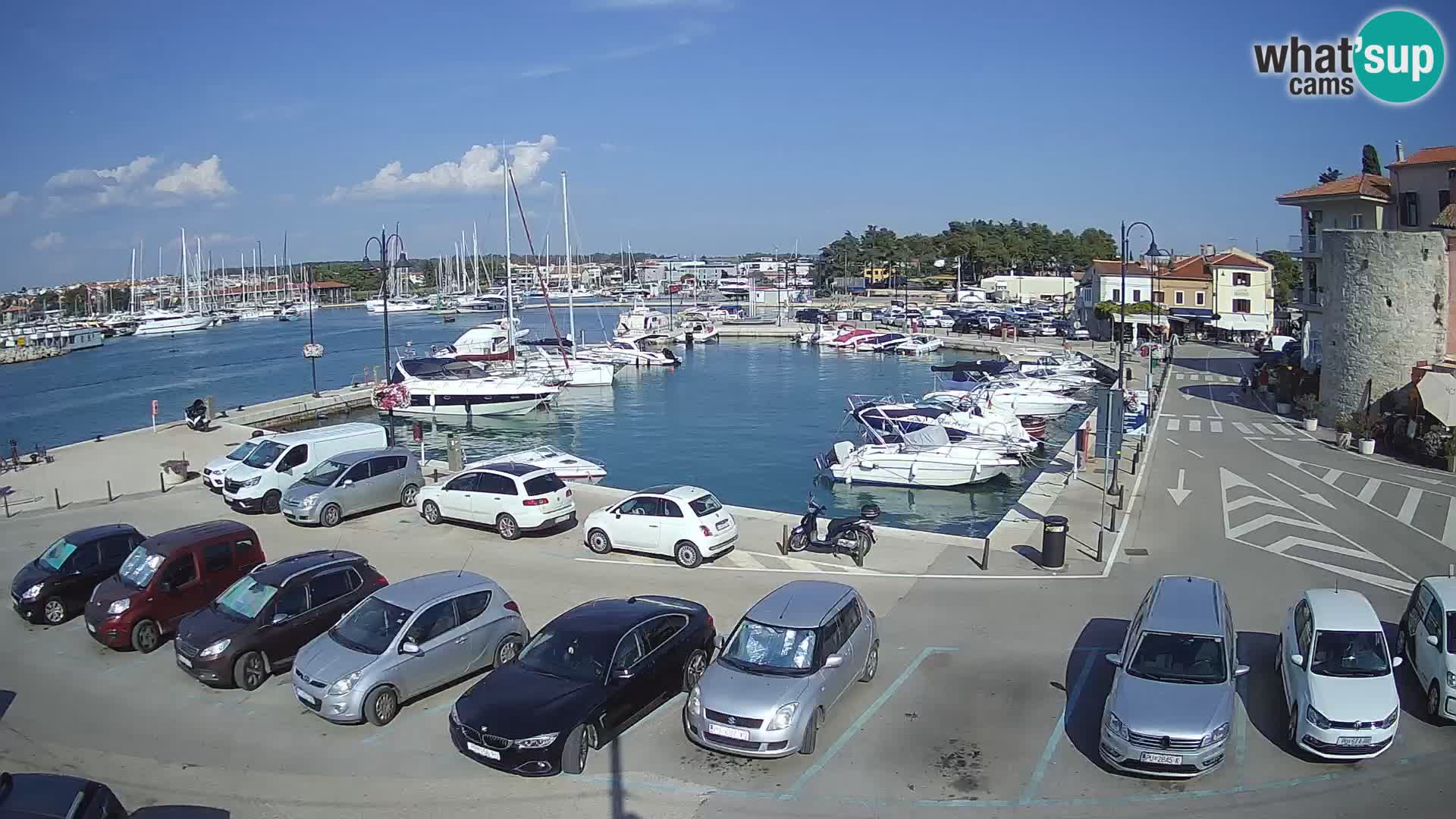 Novigrad | Porporela marina