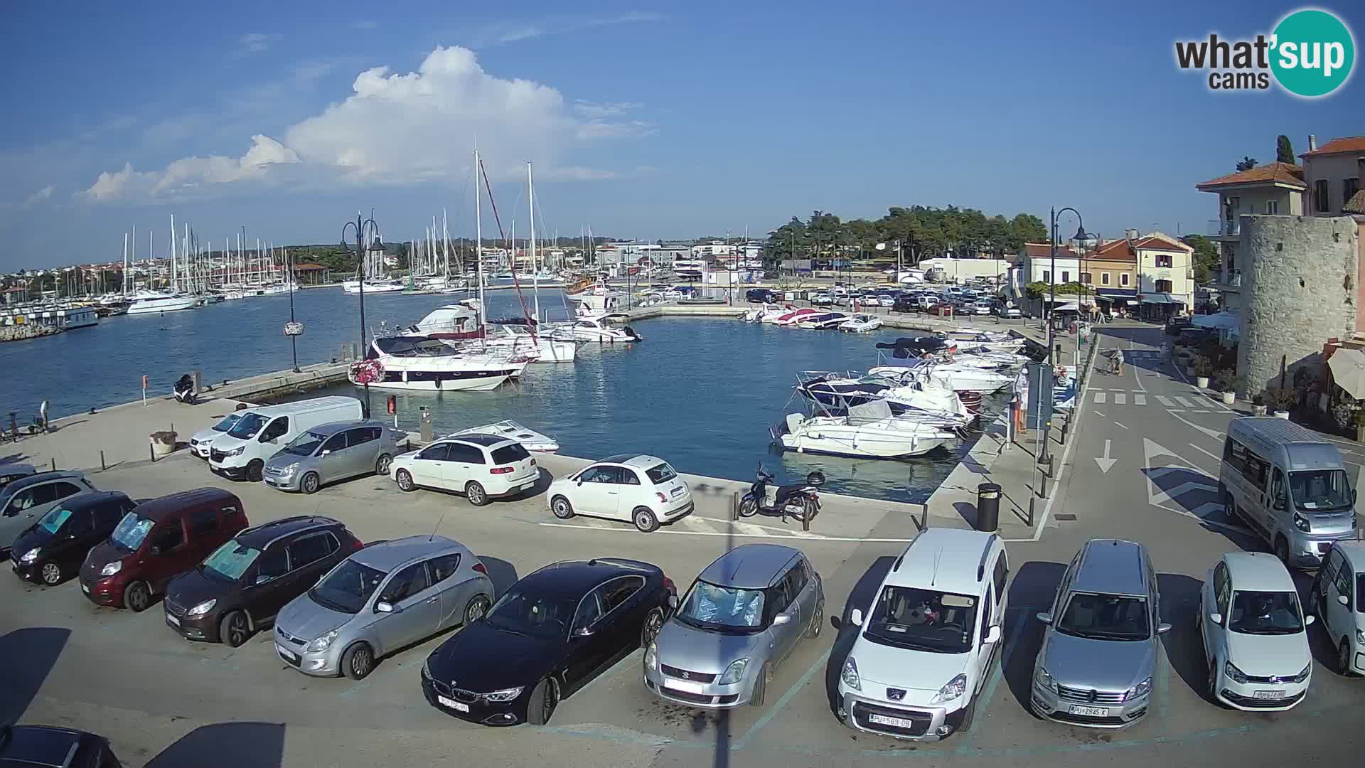 Novigrad | Porporela marina