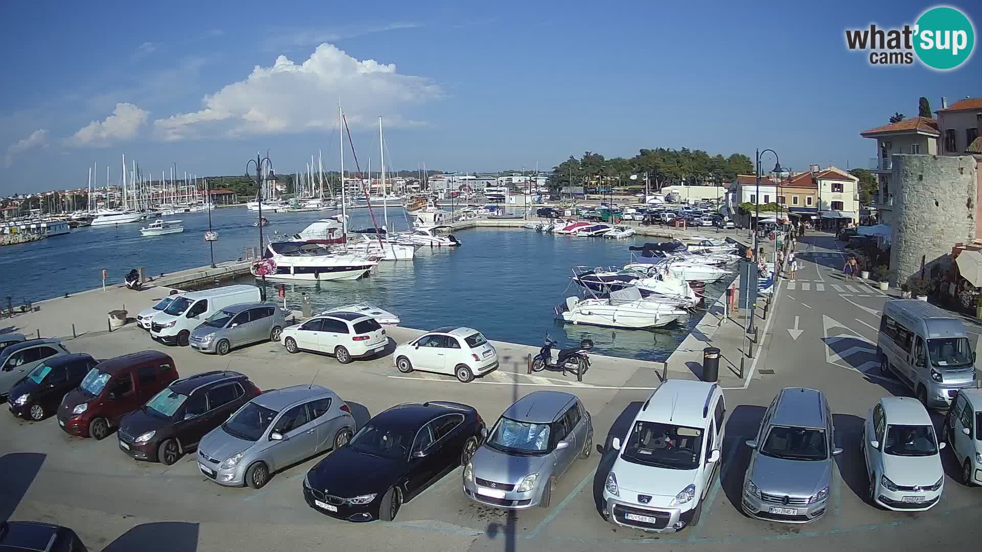 Novigrad | Porporela marina