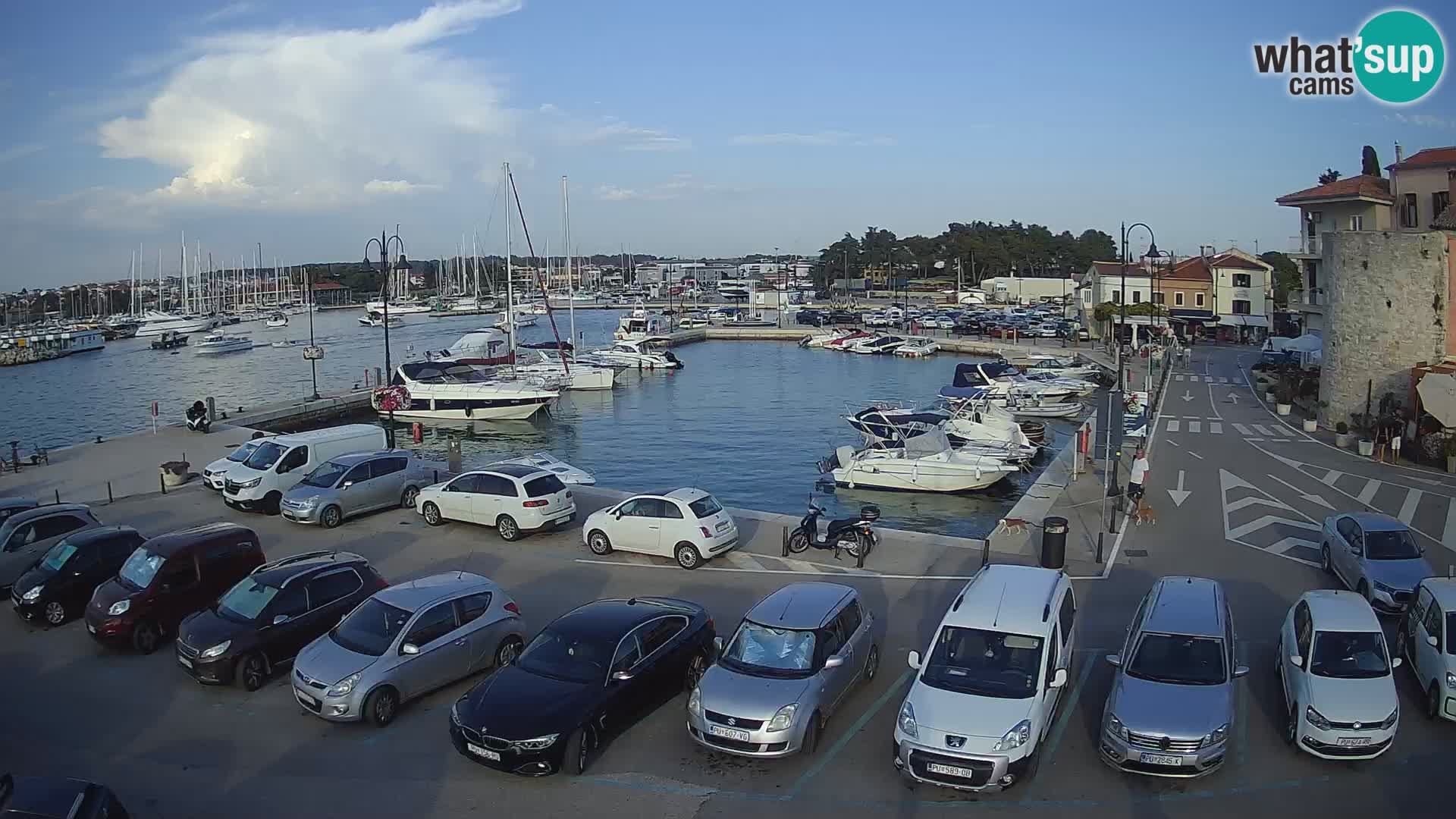 Novigrad | Porporela marina