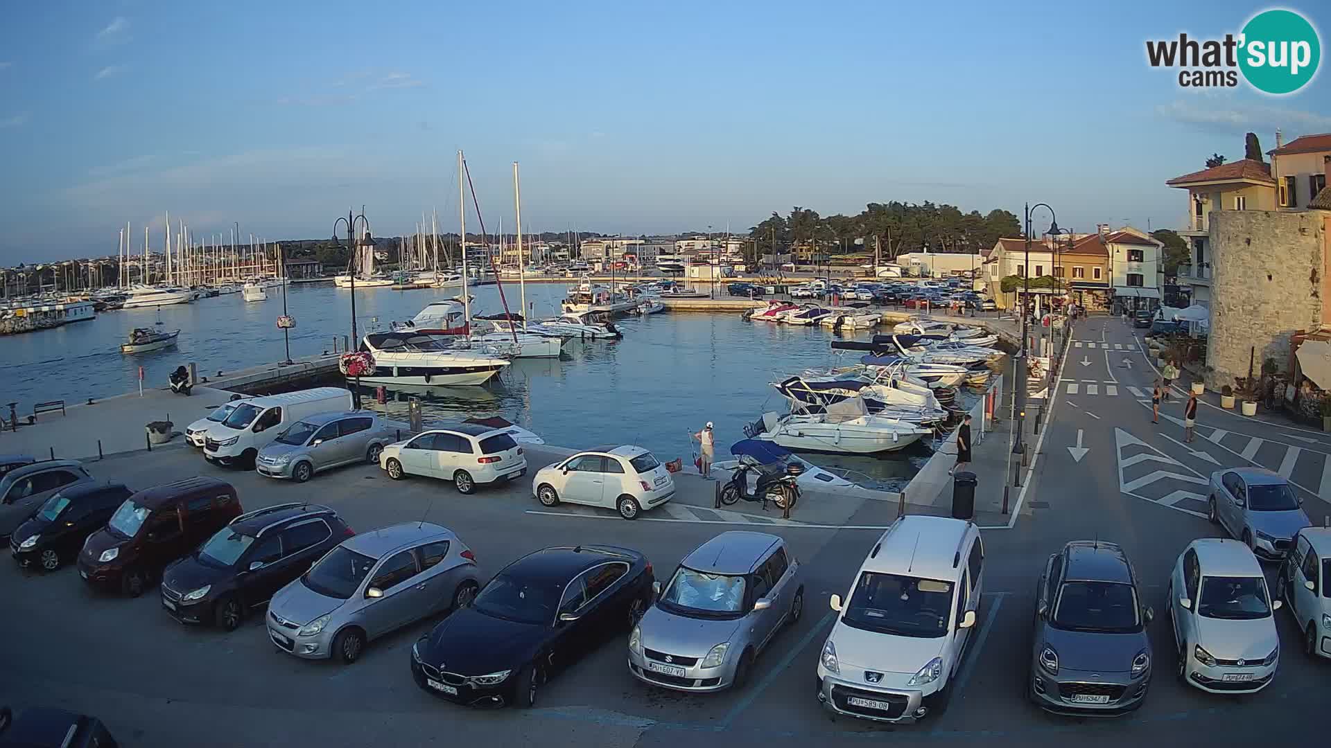 Novigrad | Porporela marina