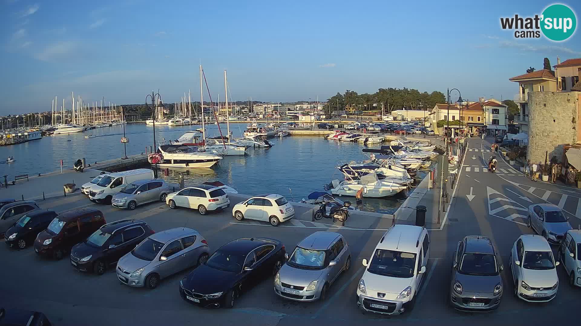 Novigrad | Porporela marina