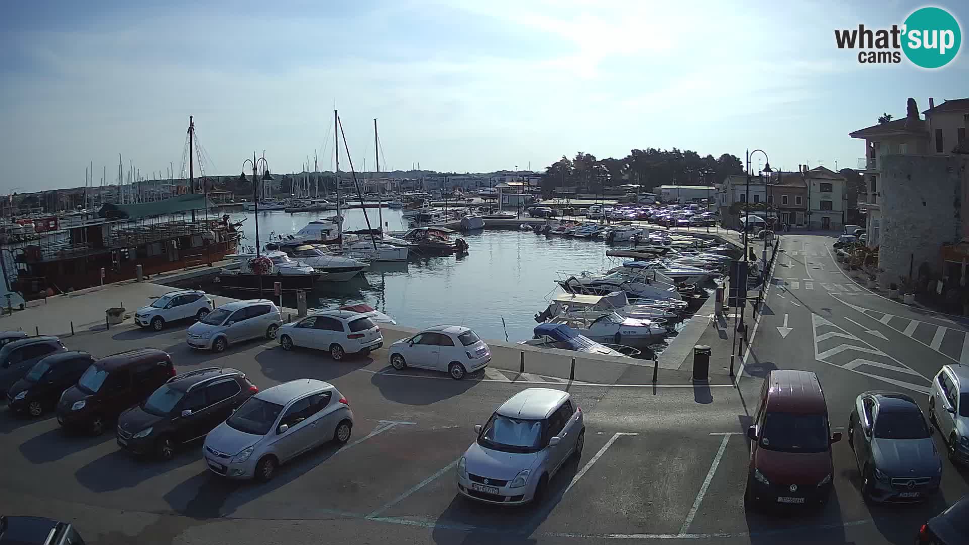 Novigrad | Porporela marina