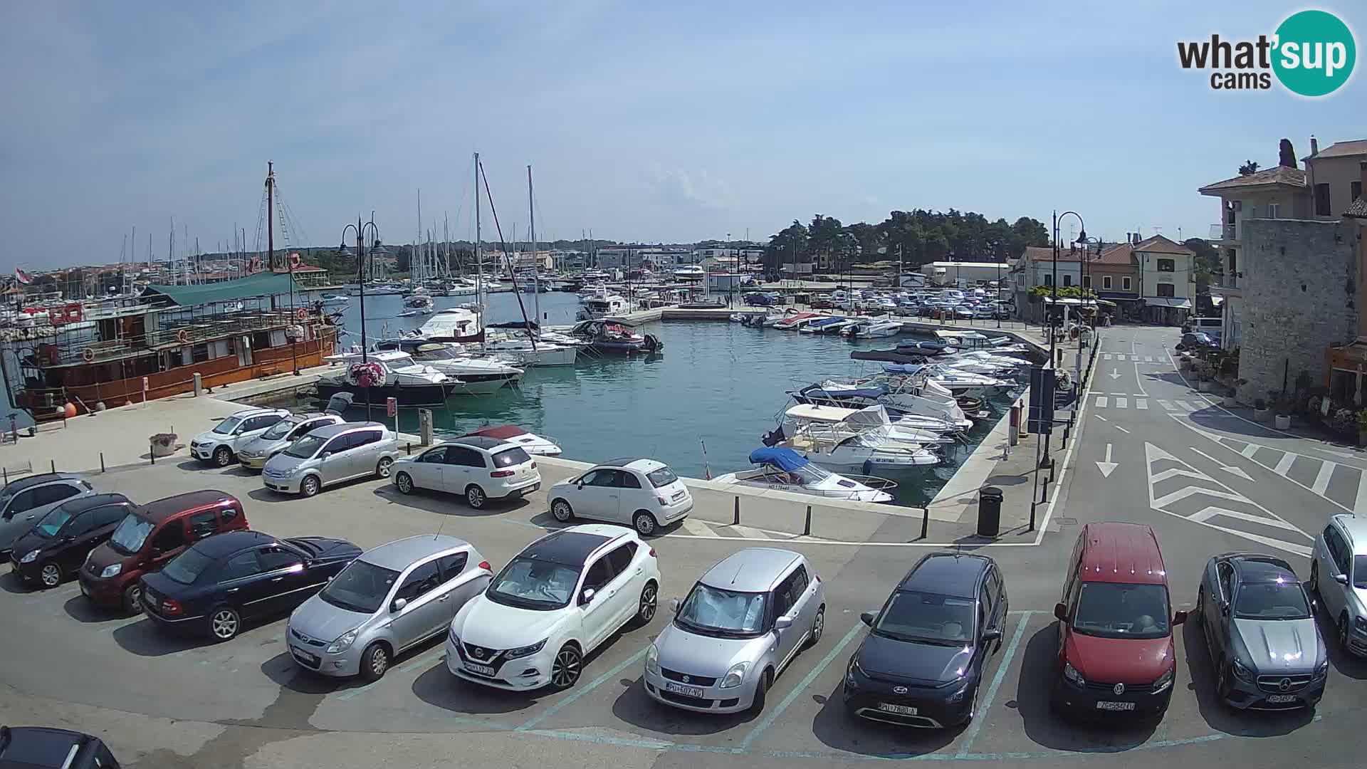 Novigrad | Porporela marina