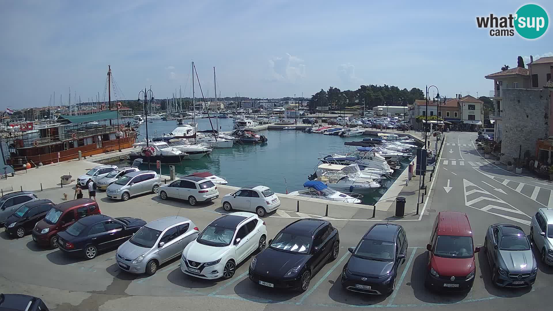 Novigrad | Porporela marina