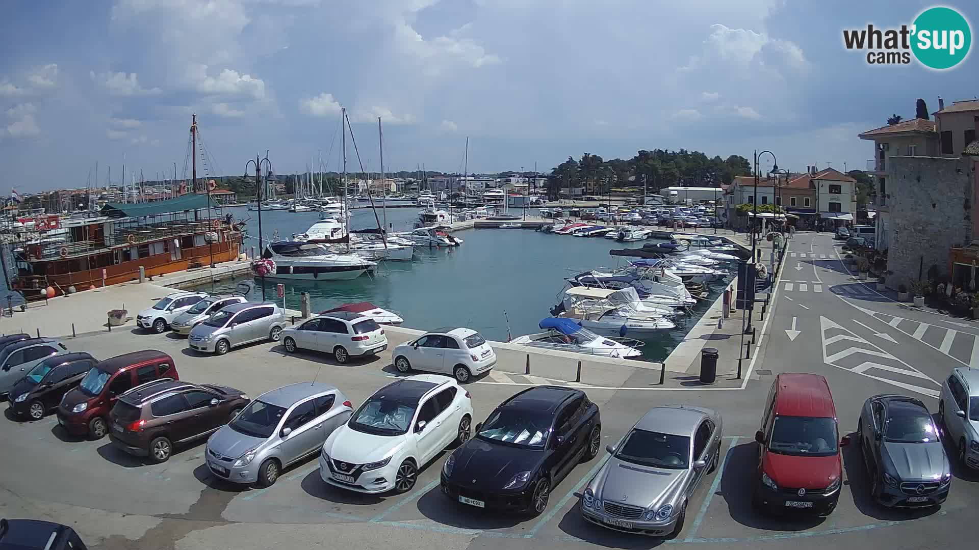 Novigrad | Porporela marina