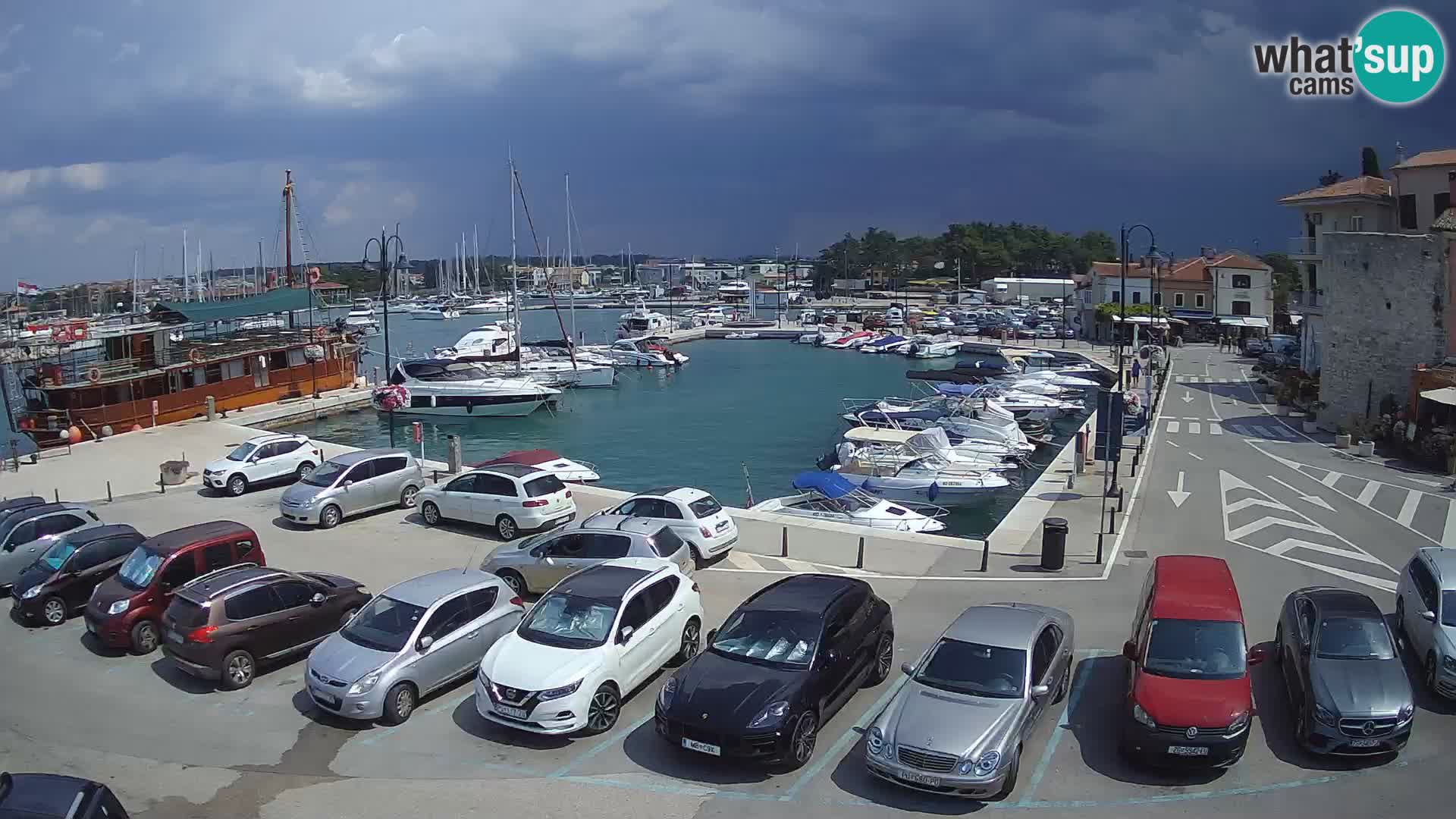 Novigrad | Porporela marina