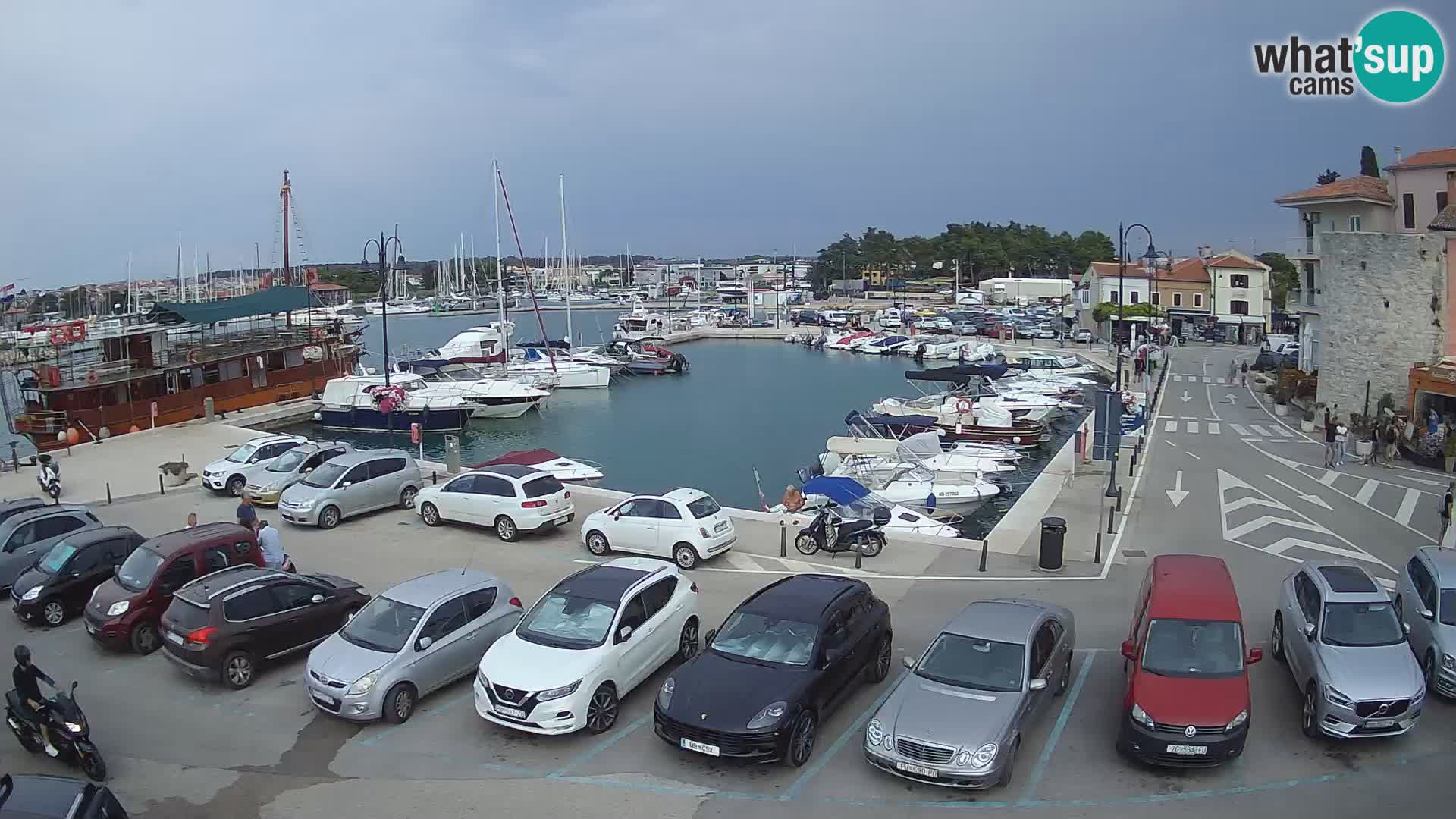 Novigrad | Porporela marina