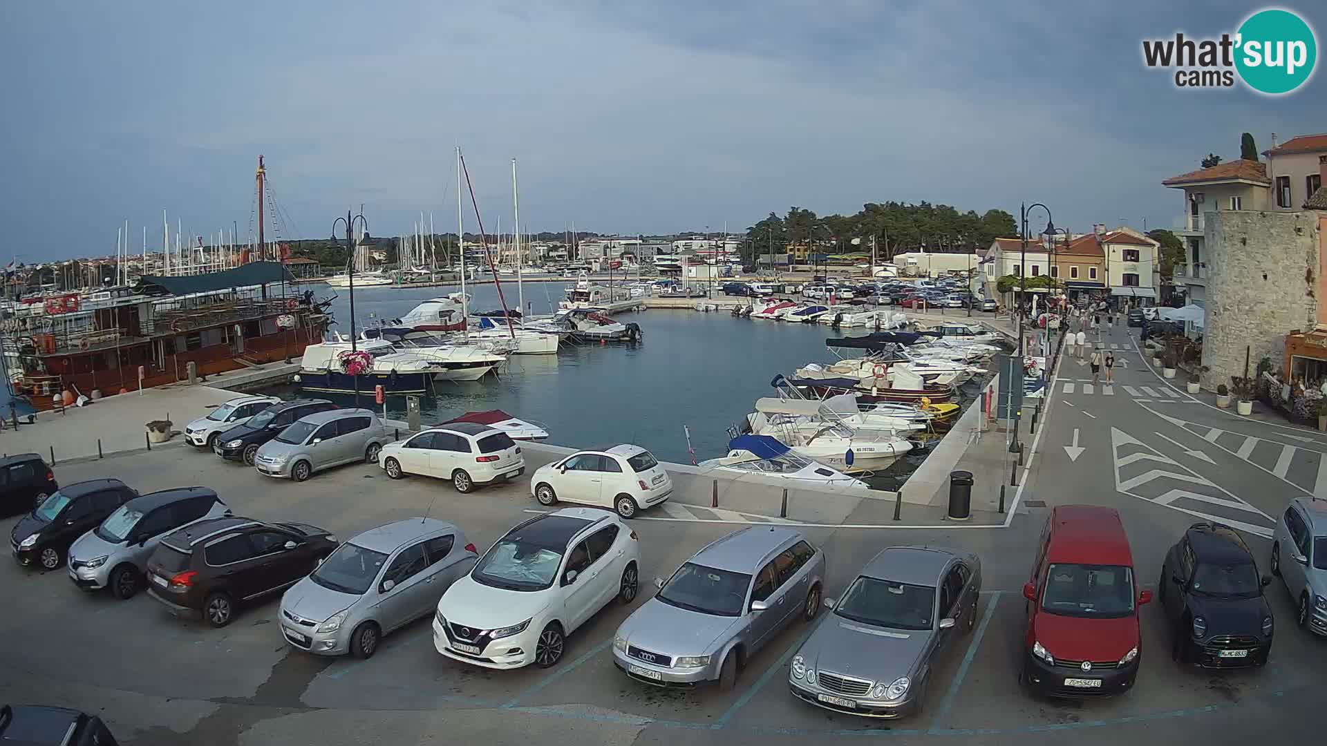 Novigrad | Porporela marina