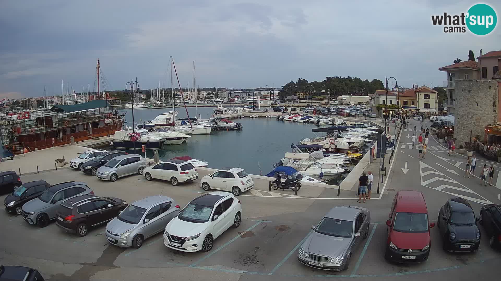 Novigrad | Porporela marina